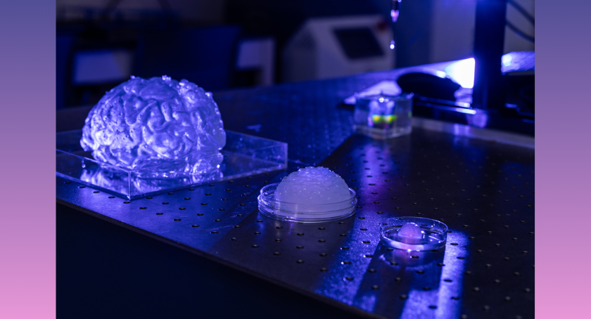 Medical Research Wising Up With 3D-Printed Brain Models